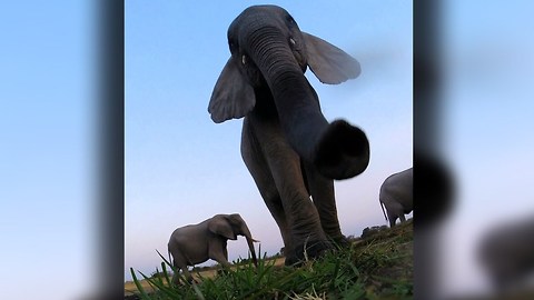 Caught On Camera: Elephant Stomps GoPro