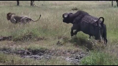 Fearless buffalo bull stands his ground against hungry lions