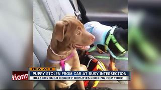 Woman says driver stole her puppy from her car while she waited at a stop light