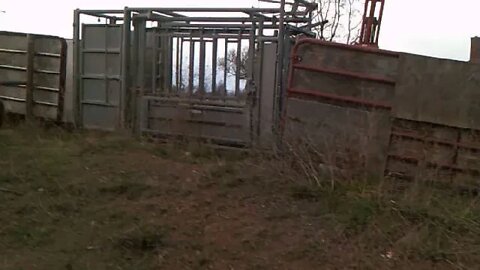 Cattle Squeeze Chute, Loading Alleyway & Winter Holding Area