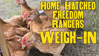 Home hatched Freedom Ranger weigh-in