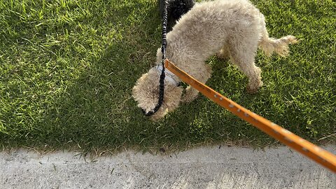 🐶🐶♥️Happy Walking 😍