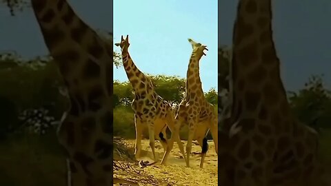 Combate entre duas girafas #shorts
