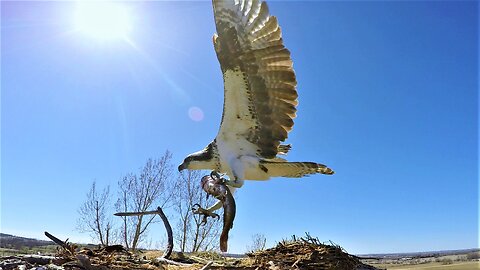 Devoted osprey brings his mate fish as she prepares to lay her eggs