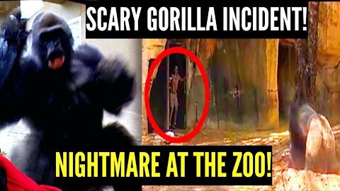 INSANE! Silverback Gorilla Turns On Zookeepers!