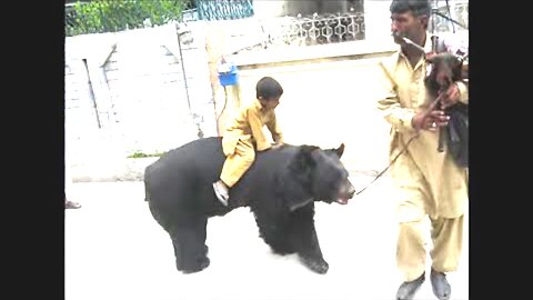 Bear performance with kid traditional street performers