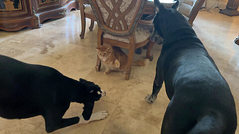 Playful Cat Enjoys A Game Of Whack A Great Dane Before Breakfast