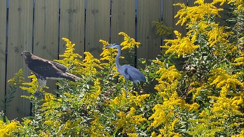 Atlanta Animals During Mother Amadioha Season