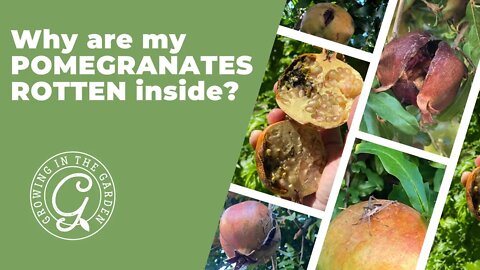 Why are my POMEGRANATES ROTTEN inside?