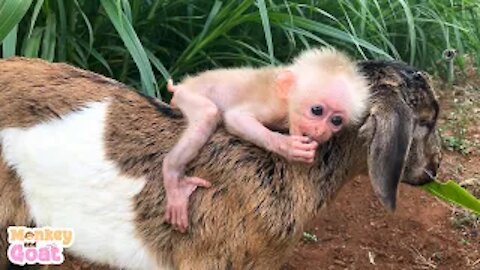 Cute Goat takes baby monkey to find food