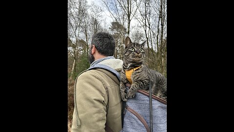 Brave kitten explores the world
