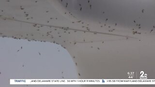 Baltimore County to announce midge spraying along Back River