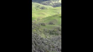 Falcon Flying over Green Hills