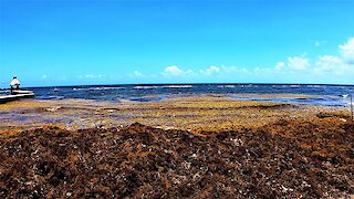 Experts say this environmental disaster is rapidly getting worse for the Caribbean