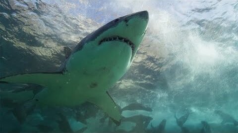 Ocean's Ultimate Showdown: Great White Sharks vs. Brave Seals | BBC Earth