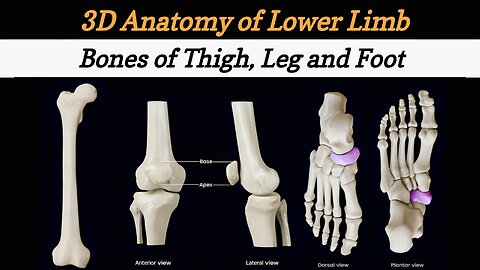 Lower Limb Bones | 3D Anatomy of Lower Limb | Revision of Lower Limb Bones | Anatomy - Lecture #5