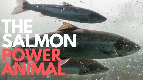 The Salmon Power Animal