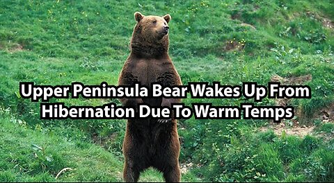 Upper Peninsula Bear Wakes Up From Hibernation Due To Warm Temps