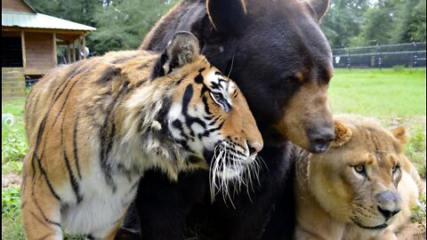 15 Best Animal Friendships in the World