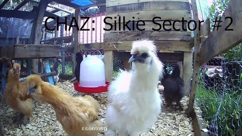 CHAZ Documentary 11 - Silkie Sector 2