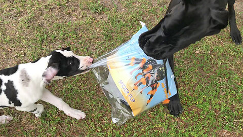 Great Dane teaches puppy to unpack Halloween spider costume