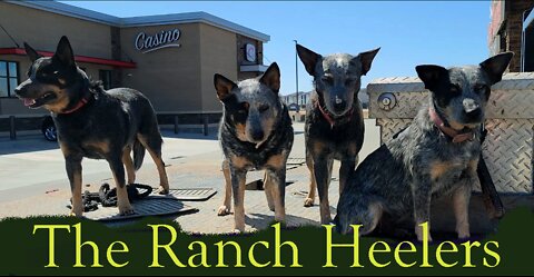 The Ranch heelers