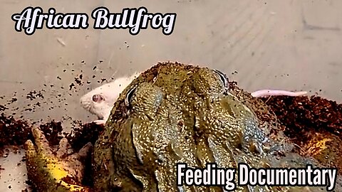 Pixie Frogs Endless Appetite Documentary Video