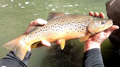 Searching For Monster Fall Browns - Fremont Canyon - Alcova Reservoir - Panthers and Copper Johns