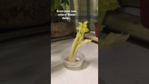 This is Normal. Grow Your Own Celery!