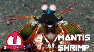 Mantis Shrimp Packs a Punch | Predator in Paradise