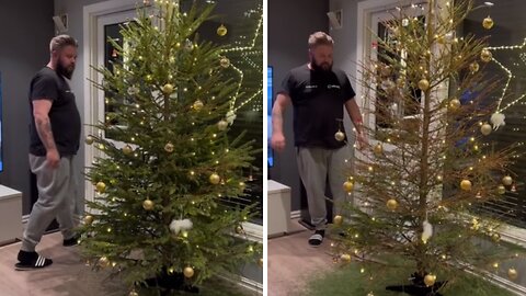 Christmas tree sheds all its needles at once