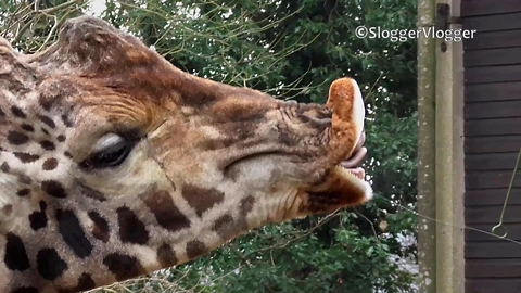 Giraffe makes classic 'duck face' for zoo visitors