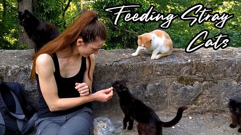 Savory Solutions for Famished Feral Felines - Feeding Stray Cats