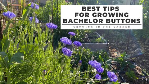 Best Tips for Growing BACHELOR BUTTONS: Growing in the Garden