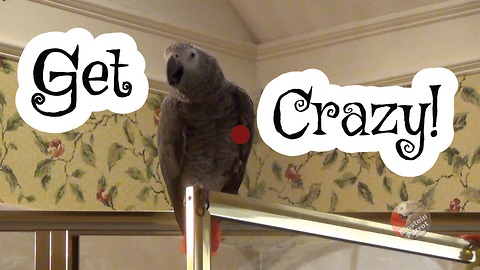 Einstein the Parrot likes to get crazy!