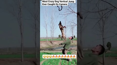 Most Crazy Dog Vertical Jump Ever Caught On Camera #shorts #animals #dog #dogtraining #pets