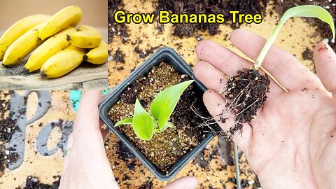 _Banana_tree_grafting_from_banana_fruit_in_pot__100%_growing(1080p)