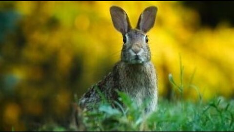 PESTBANG Deer Hare Rabbit Repellents