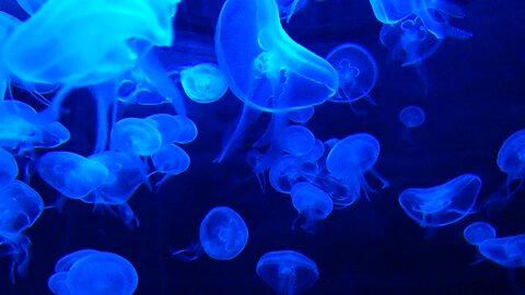 Jellyfish are amazing but don't swim with them!