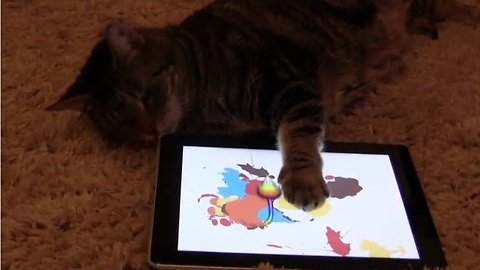How to entertain cats: Virtual mice!