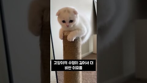 Features an adorable Scottish Fold animal