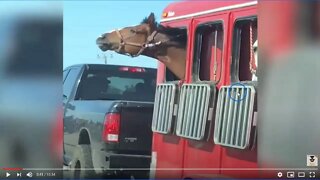 Horse Behavior & How Cute Can Be Dangerous For The Horse & Human