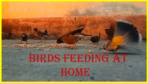 Bird Feeding at Home #Birds #Singingbirds #Wildbirds #Bulbul #Life Withwildlife