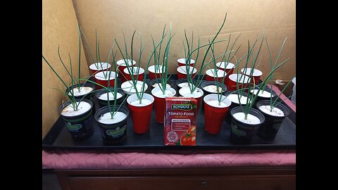 Fertilizing Ailsa Craig Onion Plants 2/16/24