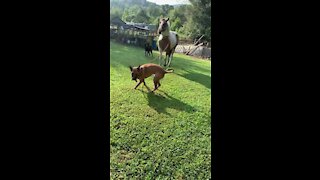 Pup enthusiastically leads horse by pulling on leash