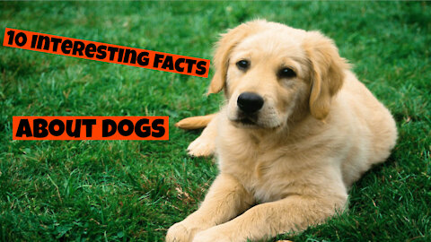 10 MOST Interesting DOG FACTS You Didn't Know