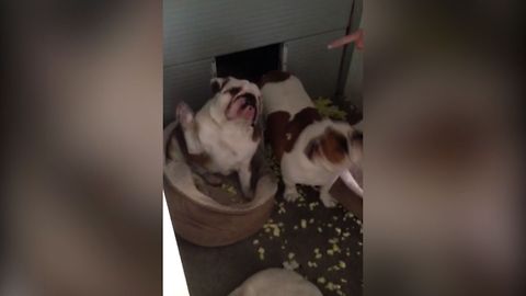 Busted Bulldog Confesses Guilt By Raising His Paw