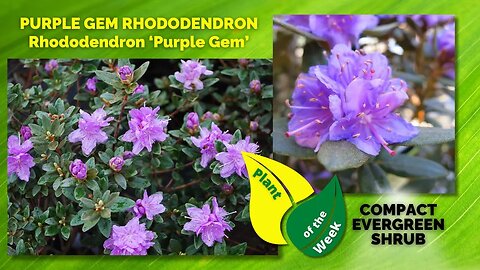 PURPLE GEM RHODODENDRON | Rhododendron ‘Purple Gem’