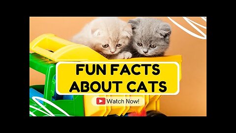 Amazing Fun Facts About Cats | PetsBunch