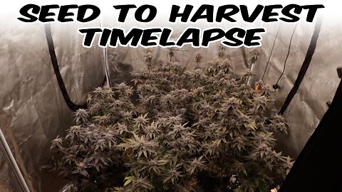 SEED TO HARVEST TIMELAPSE GROWING WEED EASY AT HOME! Episode 5 FC6500 4x4 grow tent series
